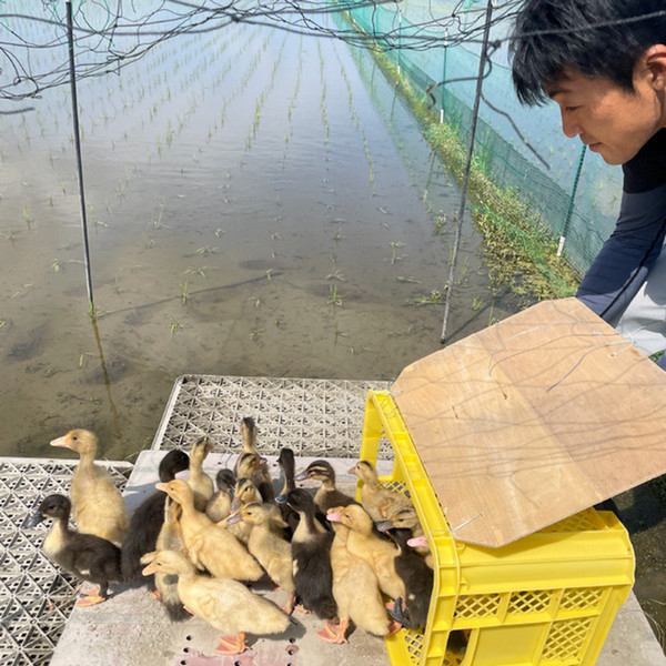 2月受注分】有機栽培米 こしひかり 剱岳(つるぎだけ) 5kg - ジェイ