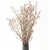 山形県産 啓翁桜(120cm)