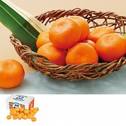 愛知県産蒲郡みかん
