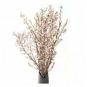 山形県産 啓翁桜(120cm)